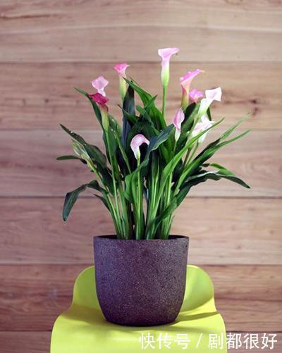 温度|马蹄莲开花神似马蹄,将温度、光照这几点做好,开花有精神