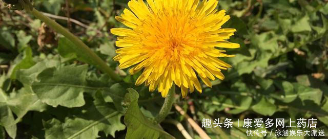 蒲公英|夏天坚持用蒲公英泡水,30天后会有4个变化!但做好这点才有效果