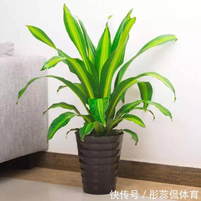 5种“漂亮花”，客厅养最合适，缺少光照，一样枝繁叶茂