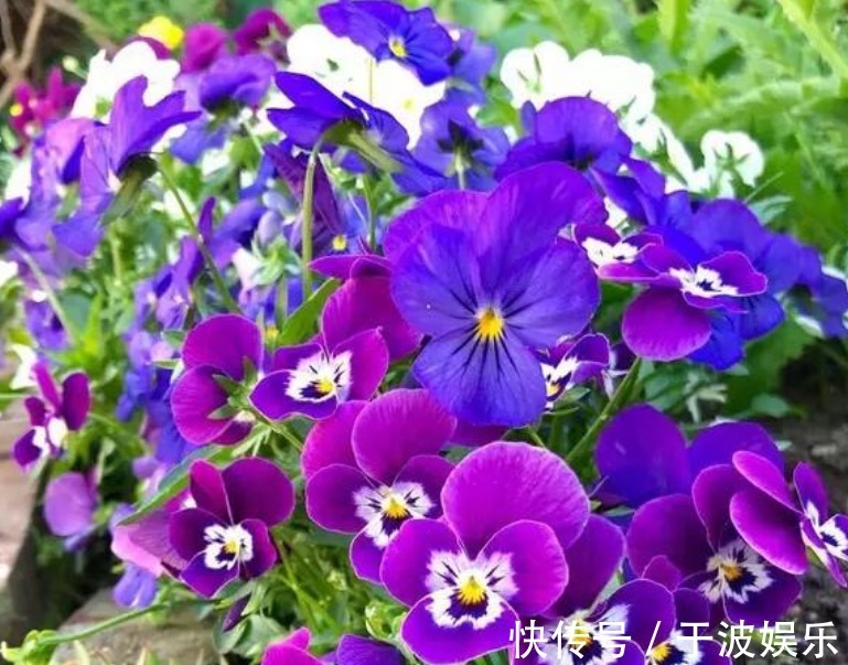 角堇|夏天养此款花卉,长势好、花色艳,雍容华贵,养护简单