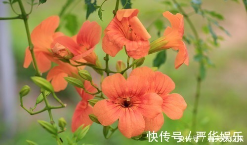 鲜花|此花是最为热情的母亲之花，是对母亲的爱，还是名花