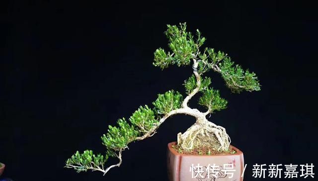 盆景|“盆景”如何修剪不同树种,不同时期我们都要做什么