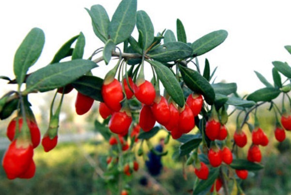 opc|睡前吃几粒枸杞，三大好处不请自来，好多人还不知道