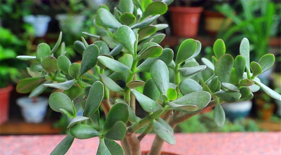 玉树|夏天玉树有4怕,难怪叶子干瘪还发黄,学会了肥厚饱满碧绿光亮