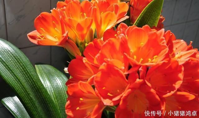 君子兰长得慢，给它吃一点“钙片”，根壮叶绿疯长，开成大花球