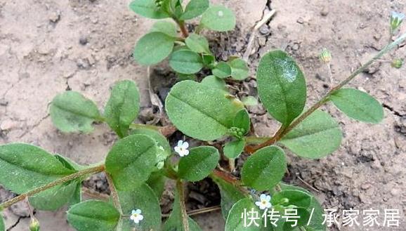 野菜|此野菜长在田野,吃起来有一股黄瓜的清香,还可健胃消肿保健康!