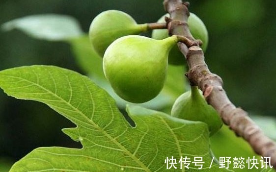 好处|农村一种不起眼的叶子,拿来泡水喝,有此3种好处,女人都喜欢!