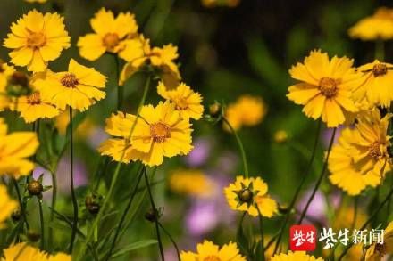 花卉|玄武湖水生花卉盛开，夏天的味道越来越浓