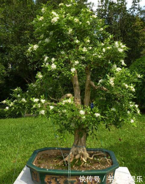盆栽|媳妇在家养殖盆栽九里香，做好了这几点，枝繁叶茂花开不断香飘满