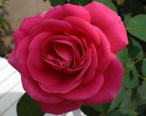 月季入春后施肥有讲究，什么时候第一次施肥你知道吗？时间很重要