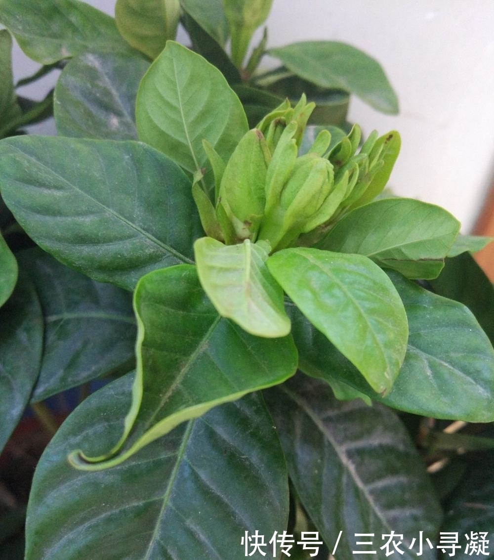 栀子花黄叶怎么办? 简单小方法, 从此告别黄叶