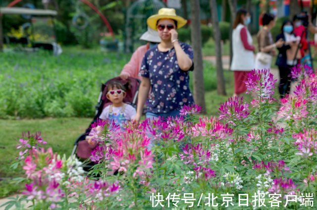 天坛|北京开启菊花观赏季，天坛、北海、植物园等五大展区15万株花亮相