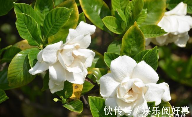 硫酸亚|北方养护栀子花很简单,只需做好以下这几点,开花勤快状态好!