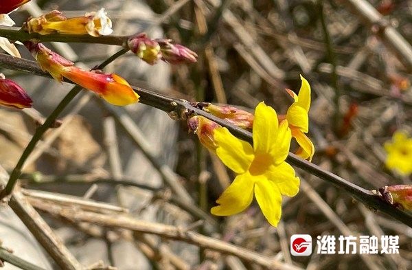 迎春花开报春来