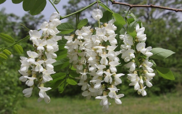 凉拌|65种野菜图片，带你认识不同的野菜和吃法，你想要的野菜这里都有