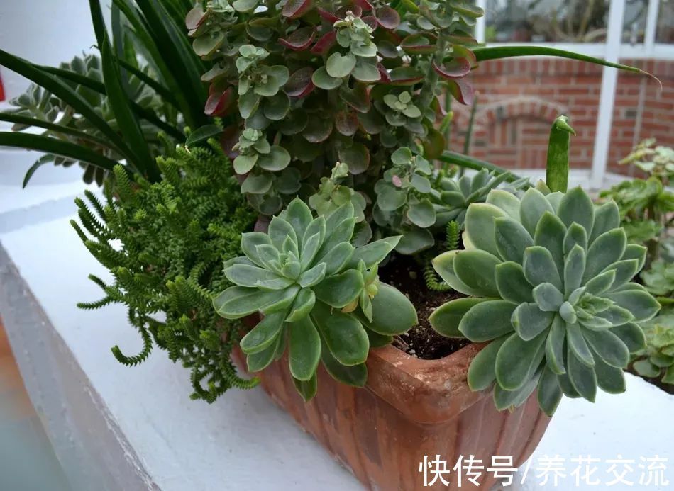 家里的植物不长新叶,僵苗了咋办?掌握这5点,很快就能挽救回来