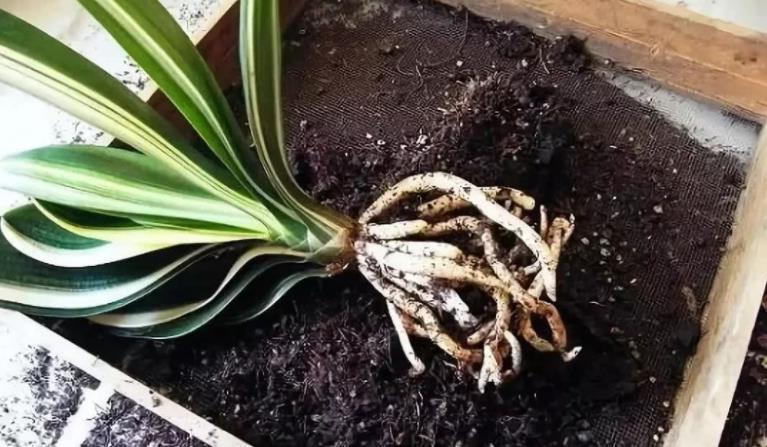 网格|君子兰夏季休眠,1个月灌一瓶它,不施肥,网格叶就越来越油绿