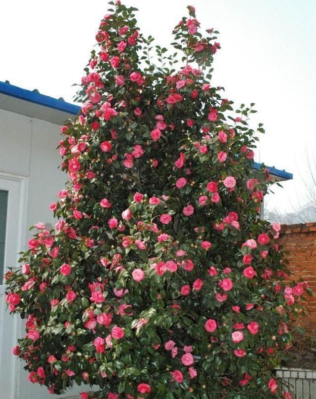 羊粪|这3种东西“人见人嫌”,邻居却捡来养花,盆里埋1点