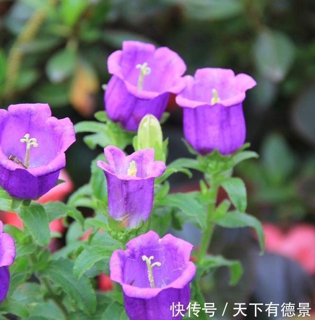 小清新|别错过这款网红花,花朵如小铃铛,“香气馥郁”双季节持续绽放