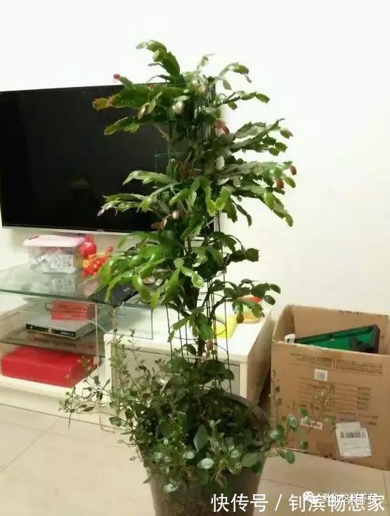 蟹爪兰用它嫁接2米高,一学就会,花量暴增还不烂根!