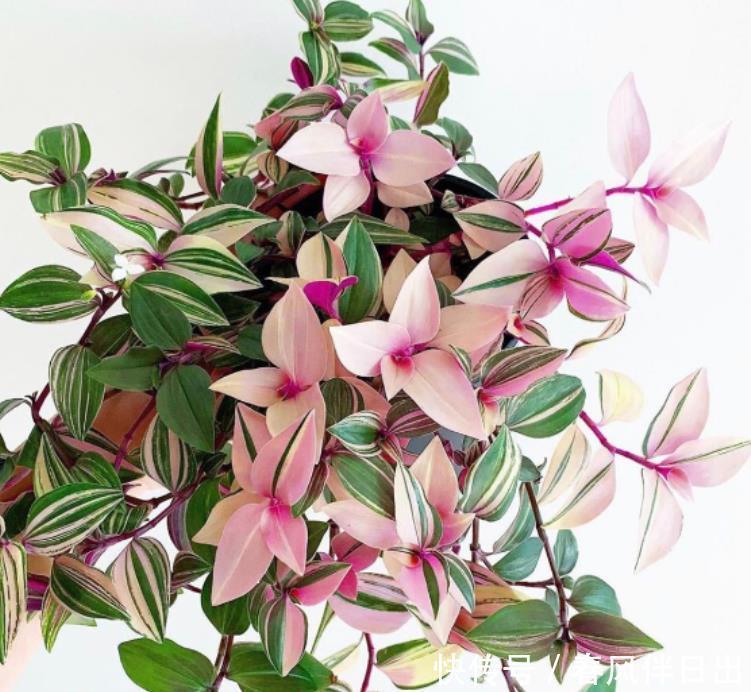 二月初九,家中养上4种“富贵花”,花美色艳,花儿轻松开爆盆