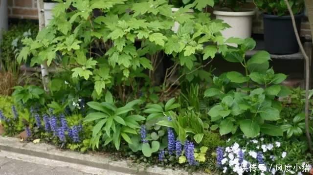 种植|家里有院子不如搞个种植池,这几样植物推荐给你