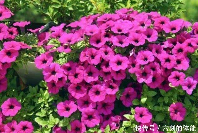 这5种草本花卉，适合栽种到院子里，花期群花争艳！