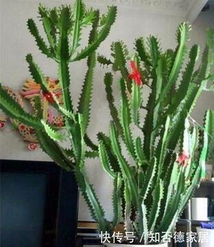 懂花人给客厅养三种花,20天浇水1次就行,对身体好还养人