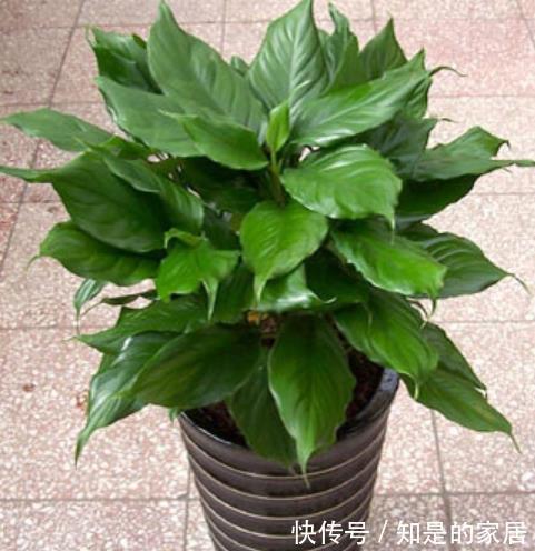 空气|秋冬养花,首选这4种懒人花,富贵大气又好看,养几盆空气更清新