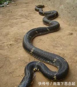 小黑@聊斋故事:猎 妻 会