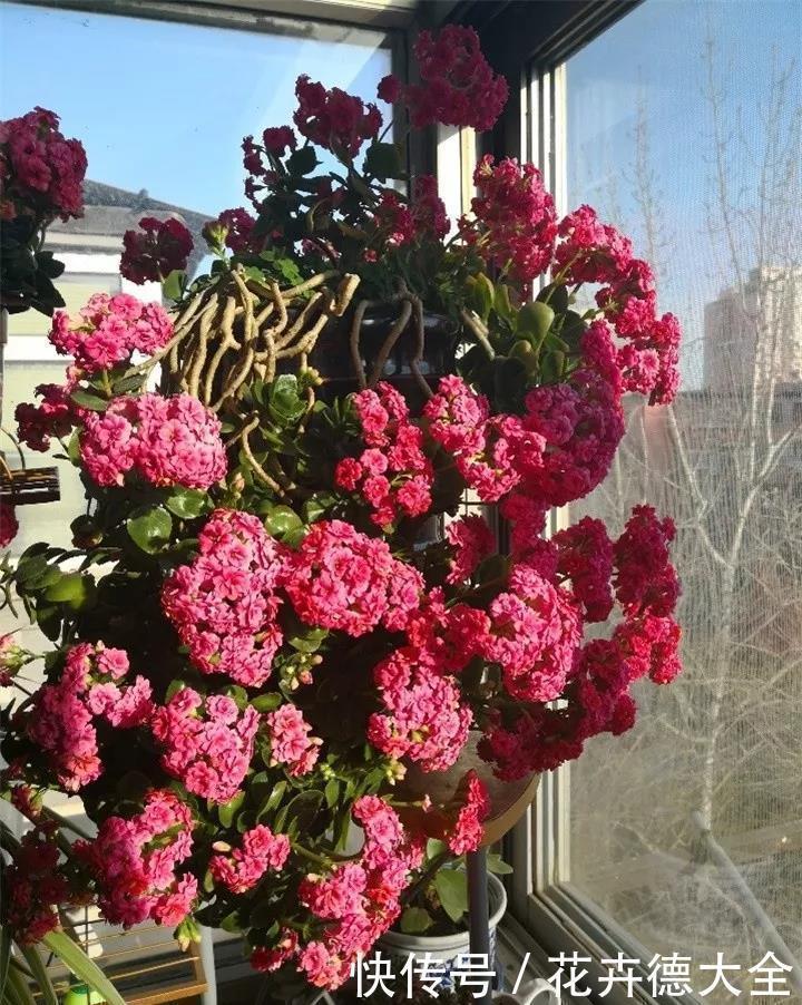 花草|超厉害的“开花肥”，2周浇一勺，呼呼爆花，一连3个月
