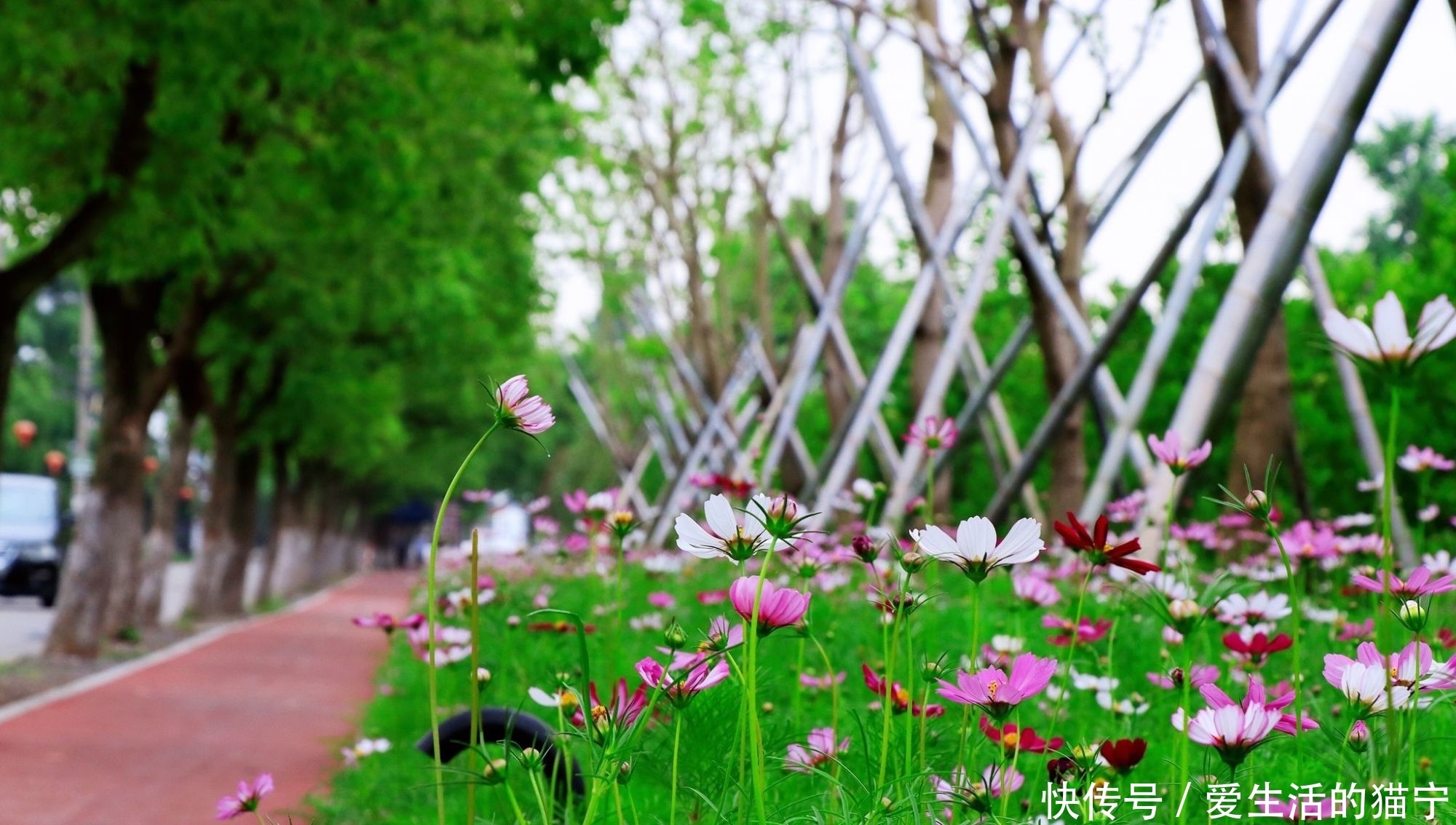 马鞭草花|宁波小灵峰下的这个乡村，宋高宗曾来避难，有花海有名刹，美极了