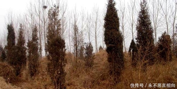 聚集地|老话“宁住荒坟,不上破庙”,到底是啥意思,破庙比荒坟还可怕?