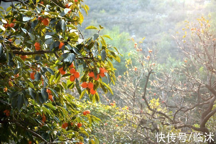 静怡|再游柿子沟