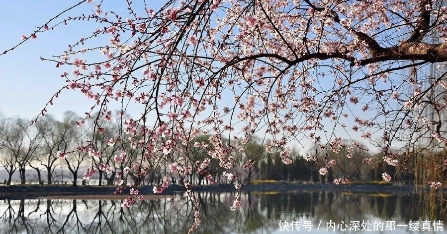 春光明媚映西堤，春和景明颐和园！颐和园的春日美如画卷