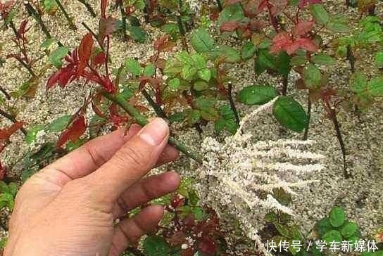 俗话说养花先养根！浇水加点“生根剂”，1分钱不花，根系爆盆！