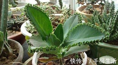 植物|盆栽的朋友认识吗？此为不死鸟，落地就能生根，养好了价值高