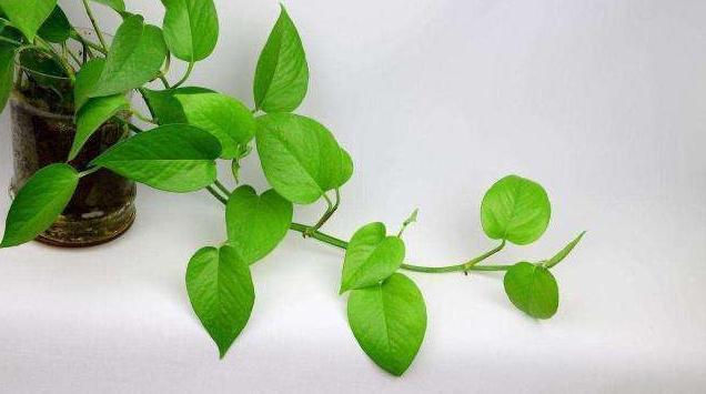 养分|绿萝长出这种枝,看到就赶紧剪,不剪,很难养爆盆