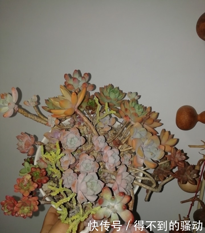 养多肉的心情说不清,都在照片里了