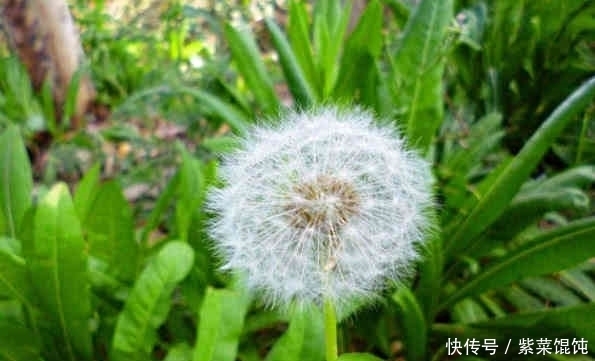 蒲公英配它天生一对,晨起一杯,排出体内湿气,让你远离湿毒肥胖