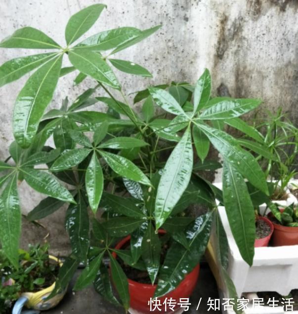 发财树|9种盆栽“耐阴王”,不见太阳也长得旺,养在家里超有范