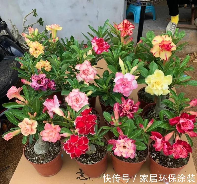 容易被水浇死的“6种花”,养不活都是由于手太勤