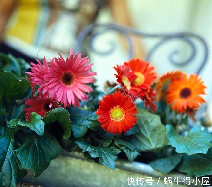 植物|橘皮水养花的优缺点,以及我们要注意的地方,一起看看吧