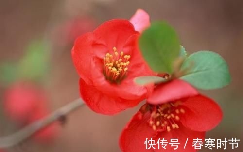 3种花很好养,花大色艳花期长,懒人也能养爆盆,越养越上瘾