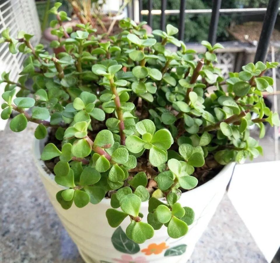 金枝玉叶开花了，真花长这样，很多人没见过