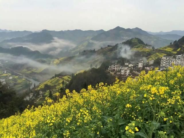 花季未了，＂黄色＂全汇总：从皖南到新疆，看那漫山遍野的油菜花