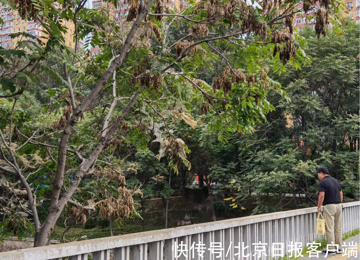 树木|触目惊心!北京望京北小河树木遭遇美国白蛾,有树整株被吃光
