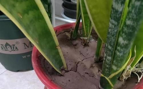 栽种虎皮兰如何四季常青多注意4点，比绿萝、吊兰更赏心悦目