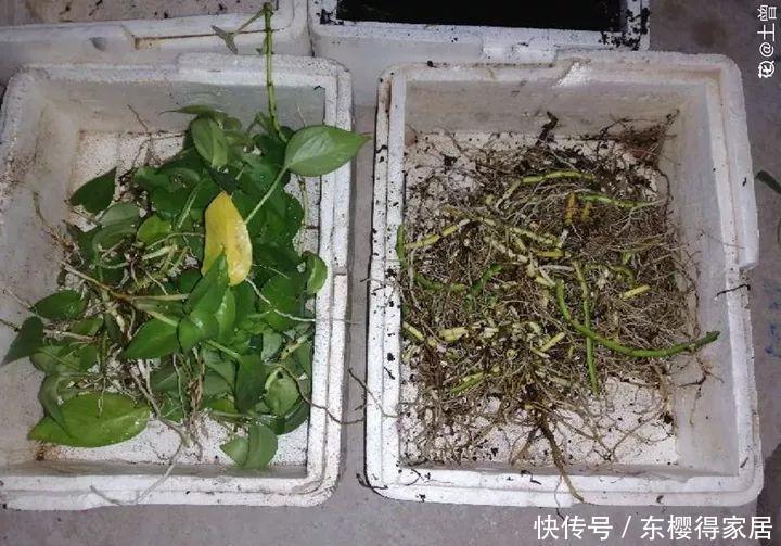 冬天修剪分“轻重”,有的花剪狠了,再也不开花