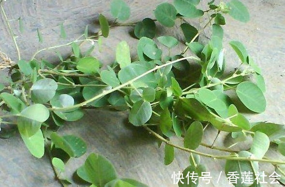 农村|农村一种野草，是一种排结石的利器广受追捧，还能消肿化瘀